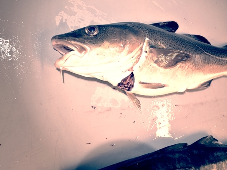 The cruel fate of Nordic fishes. Freshly caught Coalfish on plastic board with other catches.