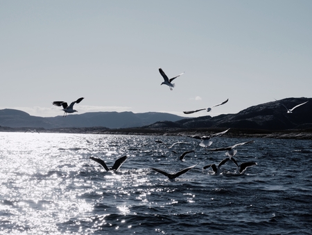 Group of hungry seagulls diving and fighting for dead fish. Fishing in sea bayの写真素材