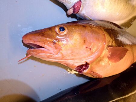 The cruel fate of Nordic fishes. Freshly caught Coalfish on plastic board with other catches.