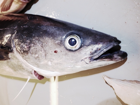 The cruel fate of Nordic fishes. Freshly caught Coalfish on plastic board with other catches.の写真素材