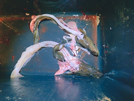 Selling fresh killed fish in plastic box. Plastic box with bloody water, wet plastic box