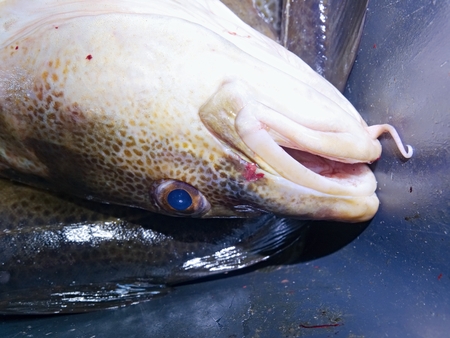 Freshly caught fish stock in black plastic crate with other catches. The fish last opened his mouth...