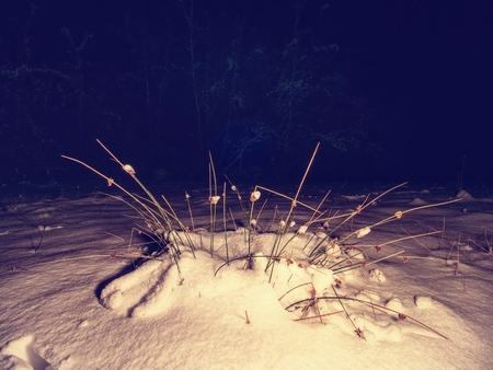 Traces of feet in powder snow. Frozen straw of grass covered with frost. Dark chilly night. Snow...