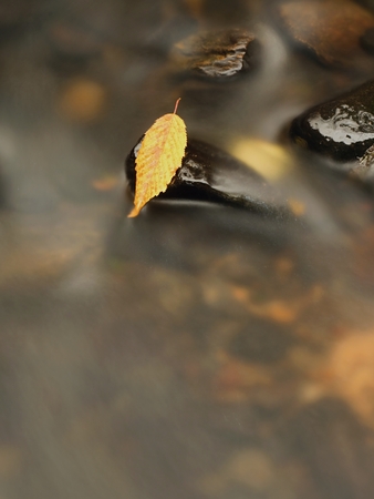 Orange beech leaf on dark slippery stone in cold water. Autumn colors.の写真素材