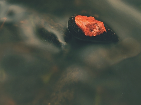 Fallen maple leaf on basalt boulders in rapid of mountain river. Low milky water, exposed gentle green algae at bottomの写真素材