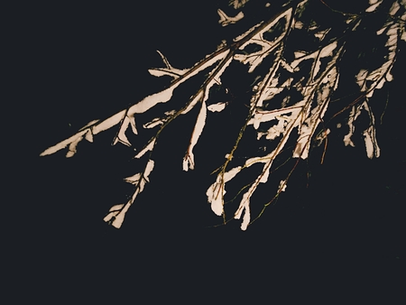 Snow covered branches. Winter nature view with snowy winter tree, winter landscape. Flare and reflectionの写真素材