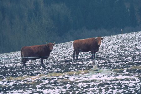 Brown long hairs cows in snow landscape. The livestock on a farm walks on snow .   Cows and snowの写真素材