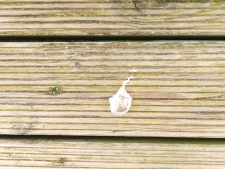 Natural barn wood floor with green moss or lichen cover. Hard wood planks or boards with a rustic look and mossy overgrown.の写真素材
