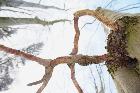 Looking up to the cloudy sky through beeches which have lost their leaves. Winter season in leaves forest. の写真素材