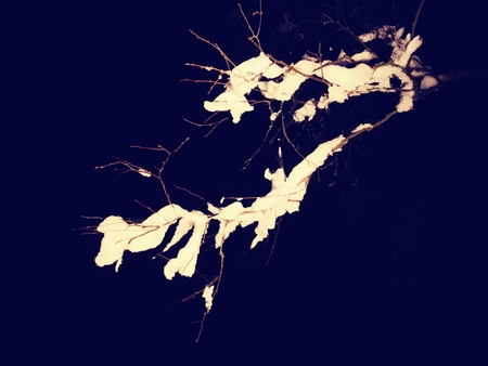 Spooky night in  winter forest covered by snow. Shinning icy branchesの写真素材