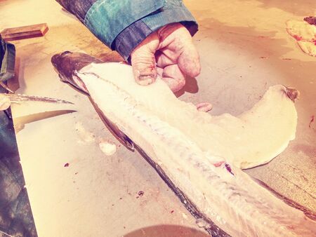 Gutting Common ling, the ling fish (Molva molva). . The operator makes dorsal cut with very sharp knife. Hands control viscera and separation of fillets from bones. Check fish livers, removing guts. の写真素材