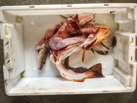 The skeletons of the fish after removing the fillets from the fish hips. Fish skeleton with heads in plastic boxの写真素材