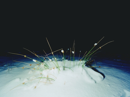 Frozen llong stalk of grass covered by heavy snow. Winter walk within full moon night