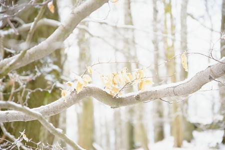 Autumn leaves of beech treeon a tree branch in winter, on  blurry background of trees