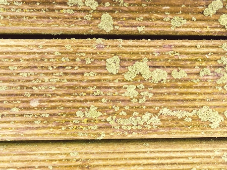 Natural barn wood floor with green moss or lichen cover. Hard wood planks or boards with a rustic...