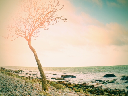 Lonely tree on empty stony coastline. Trunk with broken branches, naked roots on beach. Baltic Sea coast on the island Ruegen, Germany.の写真素材