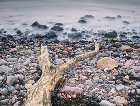 Coast of the sea after a storm. Blue sky above sea water level. Lonely fallen tree on empty stony coastline. の写真素材