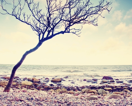 Romantic atmosphere colorful sunset at sea. Stony beach with bended tree.  Baltic Sea coast on the island Ruegen, Germany.の写真素材