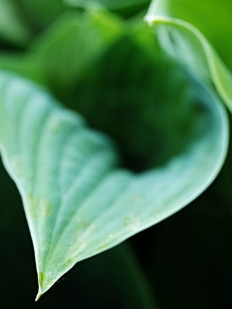 Hosta, ornamental plant for landscaping park and garden design. The Hosta plant for landscaping park and garden design. Large lush greenery with streaks. Veins of the leaf.の写真素材