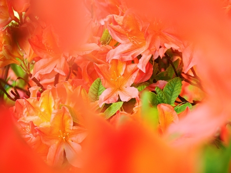 Orange red rhododendron blossom, shallow dof, focus on front blossom. Amazing colors of flowering orange rhododendron parkの写真素材
