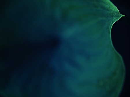 Leaf contour of the hostÐ° plan, lush foliage. Dark green colored leaves of a plant. The hosta in the gardenの写真素材