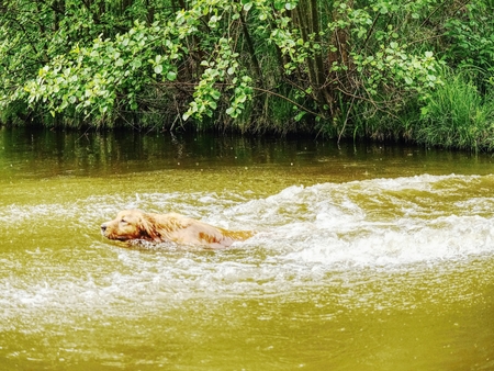 Young golden retriever swim in country pond. Happy dog swimming  with branch in mouth  with water splashes along head.  Actions training games with family member and popular dog breedの写真素材