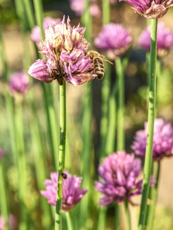 Purple flower chives in the spring garden. Beautiful large chive flowers with gentle onion smell.