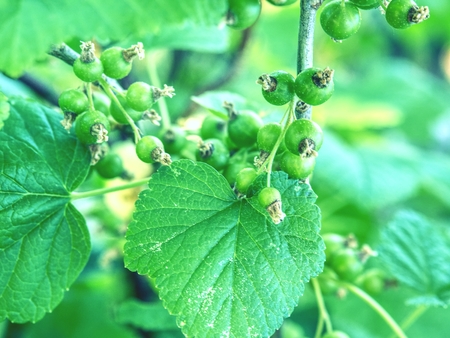 Riping garnet berries on a bush branch in garden.  Sour green red currant. Unripe currants hanging on bush.の写真素材