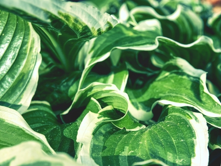 Green variegated Hostas. Hosta plant is popular Perennial flower grows in wet shady placesの写真素材