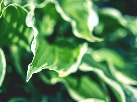 The hosta plant.  Decorative form of popular flower, village park with flower bedsの写真素材