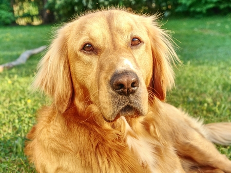 Young golden retriever is relaxing on grass  in the park.  Sweet retriever sitting outside and looking into evening sunの写真素材