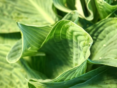 Full frame image of hosta leaves  in detail. Beautiful bright green and ribbed leaves of hosta plant