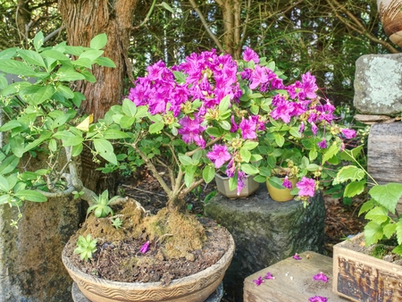Blooming pink azalea bonsai tree in a pot in Japanese garden. Closeup of rhododendron flowers の写真素材