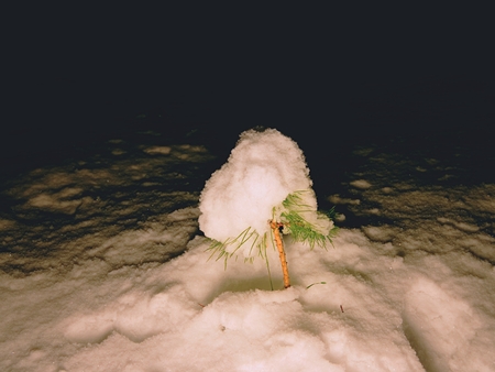 Spooky winter in night  forest covered by snow, lost way under snowの写真素材