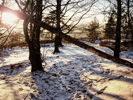 Magical trees in snowy forest strip sun rays in the morning  fog. Colorful landscape with foggy forest gold sunlight orange leaves at beautiful sunrise.の写真素材