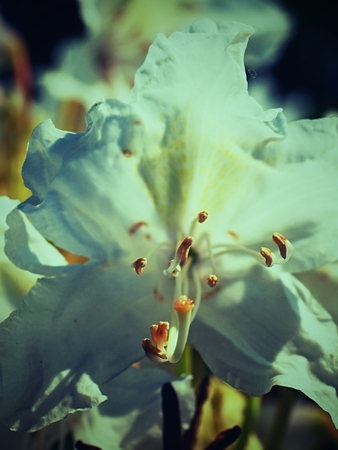 Snow-white buds against background green foliage. White petals of delicate flowers.  White azalea flowers in rainforestの写真素材