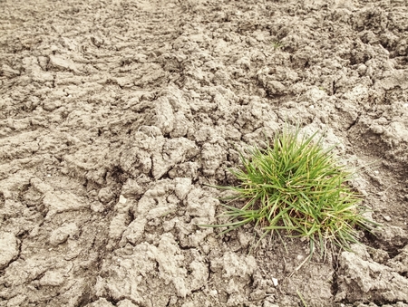 Lonely green grass turf against cracked ground. Young plant growing up on crack earth. Global warming theme grass rising on burned cracked ground.の写真素材