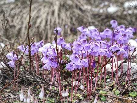 Group of Snowbells - Soldanella in the Italy Alps. Gentle flowers in blossoms bellow glacier.の写真素材