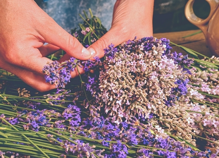 Girl prepare aromatical medicinal herbs for bedrooms. Nice bunch of  fresh lavender  (Lavandula angustifolia)の写真素材