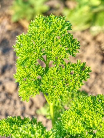 Parsley leaf. Parsley plant or garden parsley is  species of popular flowering plant in the family Apiaceae.  Nature and foodの写真素材