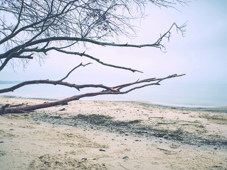Romantic atmosphere colorful sunset at sea. Stony beach with broken trunk.   Mysteries of dawn.  Sea, tree and stony seascape.の写真素材