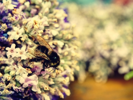 Bumblebee surrounding by lavender petals gathering nectar from the flower blossomの写真素材