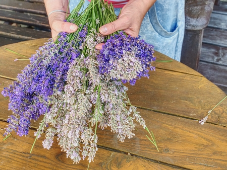 Female hands hold bunch of freshly harvested lavender. Preparation of flower stalks for drying.の写真素材