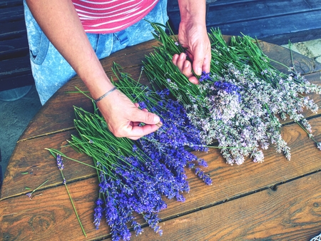 Female Hand Tie up levander bunch. French Provence, home of purple lavandula herbs.の写真素材
