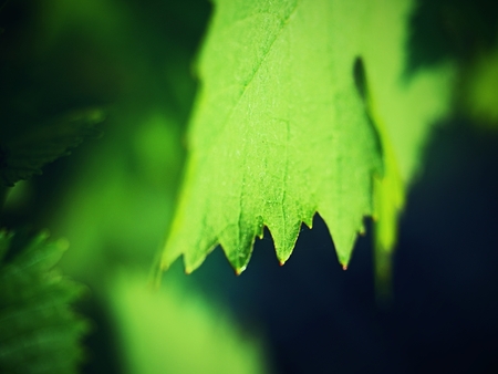 Close up of branch of unripe grape. Very young and unripe wine grapes and leaves