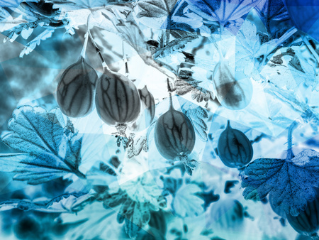 Bush of green gooseberry with unripe berries. Sour green gooseberries. Young beautiful bush of gooseberries with many berries  Hipster filter.の写真素材