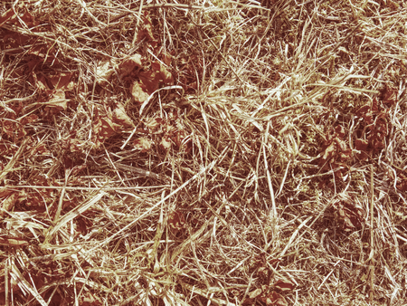 Environment drought. Dry grass in meadow doe to extreme dryness. Human act.
