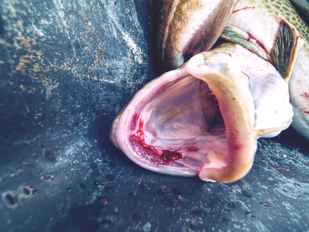 Freshly caught cod fish in black plastic crate with other catches. The fish last opening his mouth and gasped.の写真素材