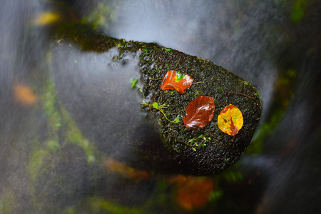 Colorful beeches and aspen leaves on mossy stone in fall mountain stream. Cold water blurred by long exposure blue reflection in water level.の写真素材