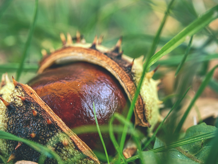 Autumn nature. Open spiky peels of fallen chestnuts on the grass ground.の写真素材